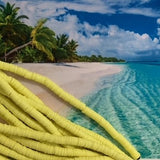 Perles Heishi - Champagne Jaune (5 g ~100 pces)