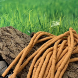 Perles Heishi - Jaune Moutarde  (5 g ~100 Pces)