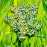 Tulipe - Crystal (5 pces)