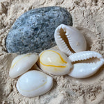 Perles de coquillages cauri naturelles (1pce)