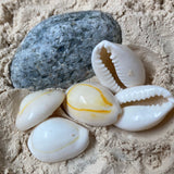 Perles de coquillages cauri naturelles (1pce)