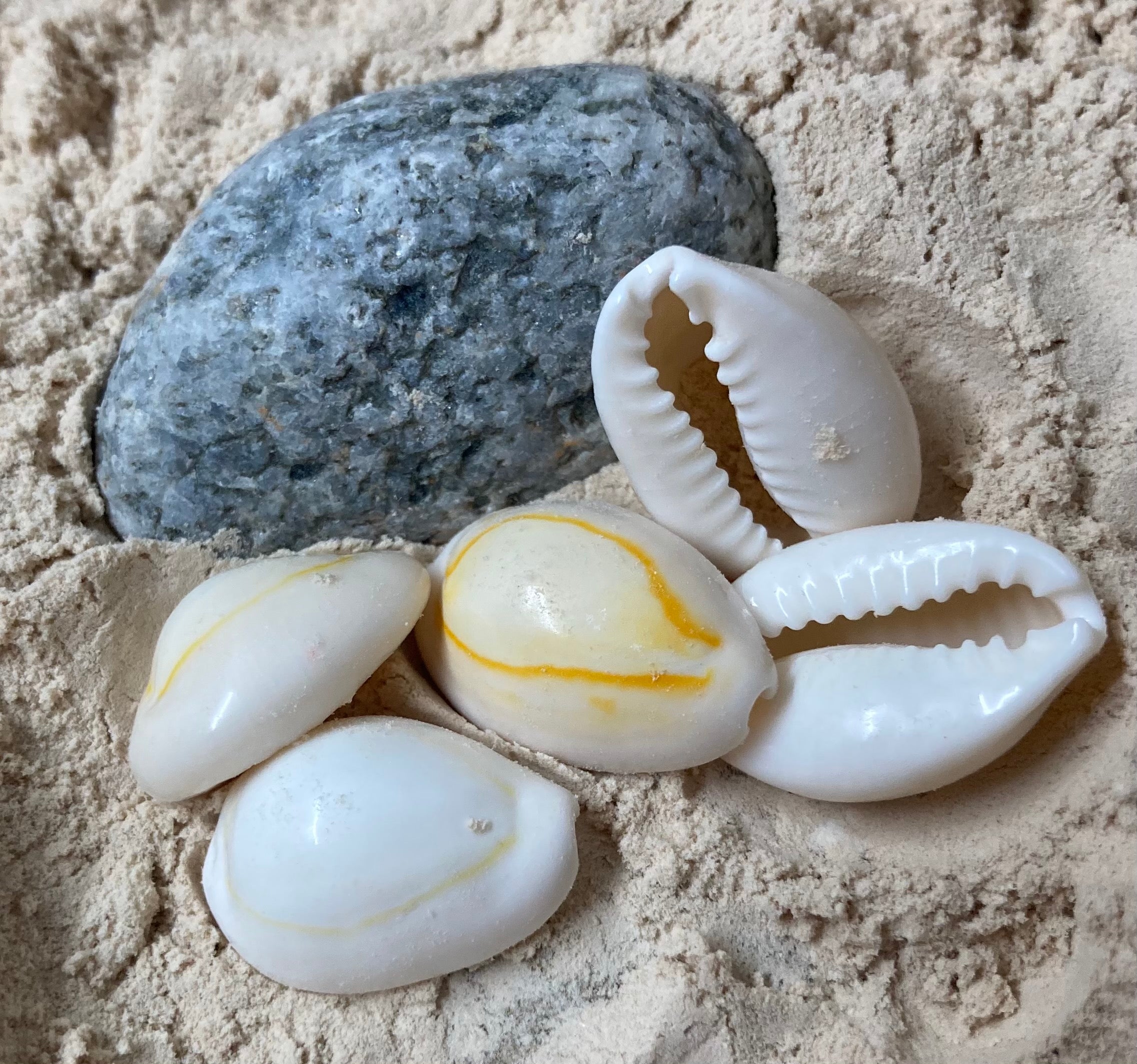 Perles de coquillages cauri naturelles (1pce)