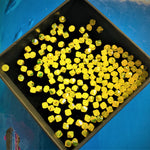 Bicone 4 - Jaune  Opal AB (25 pces)