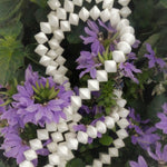 Toupie 10x8 mm - Agate toupie (5 pces)