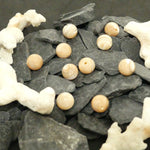 Ronde 10 - Bénitier coquillage (5 pces)