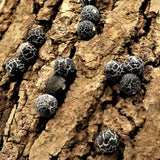 Ronde 8 - Agate naturelle efflorescente noire (10 pces)