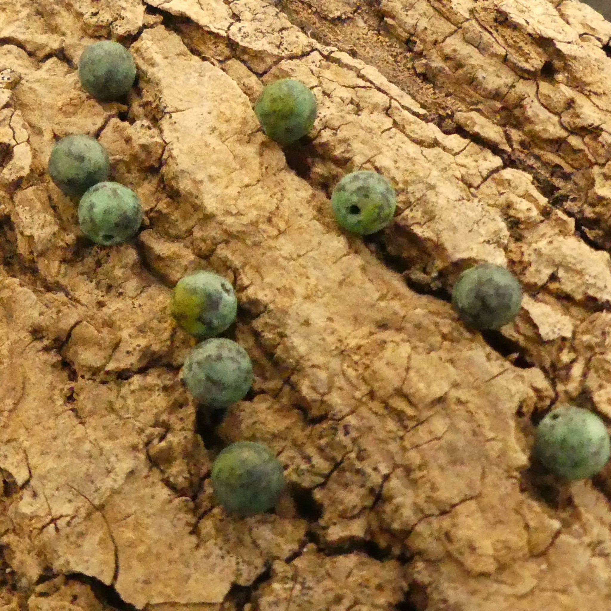 Ronde 6 - Jaspe Africaine Turquoise (10 pces)