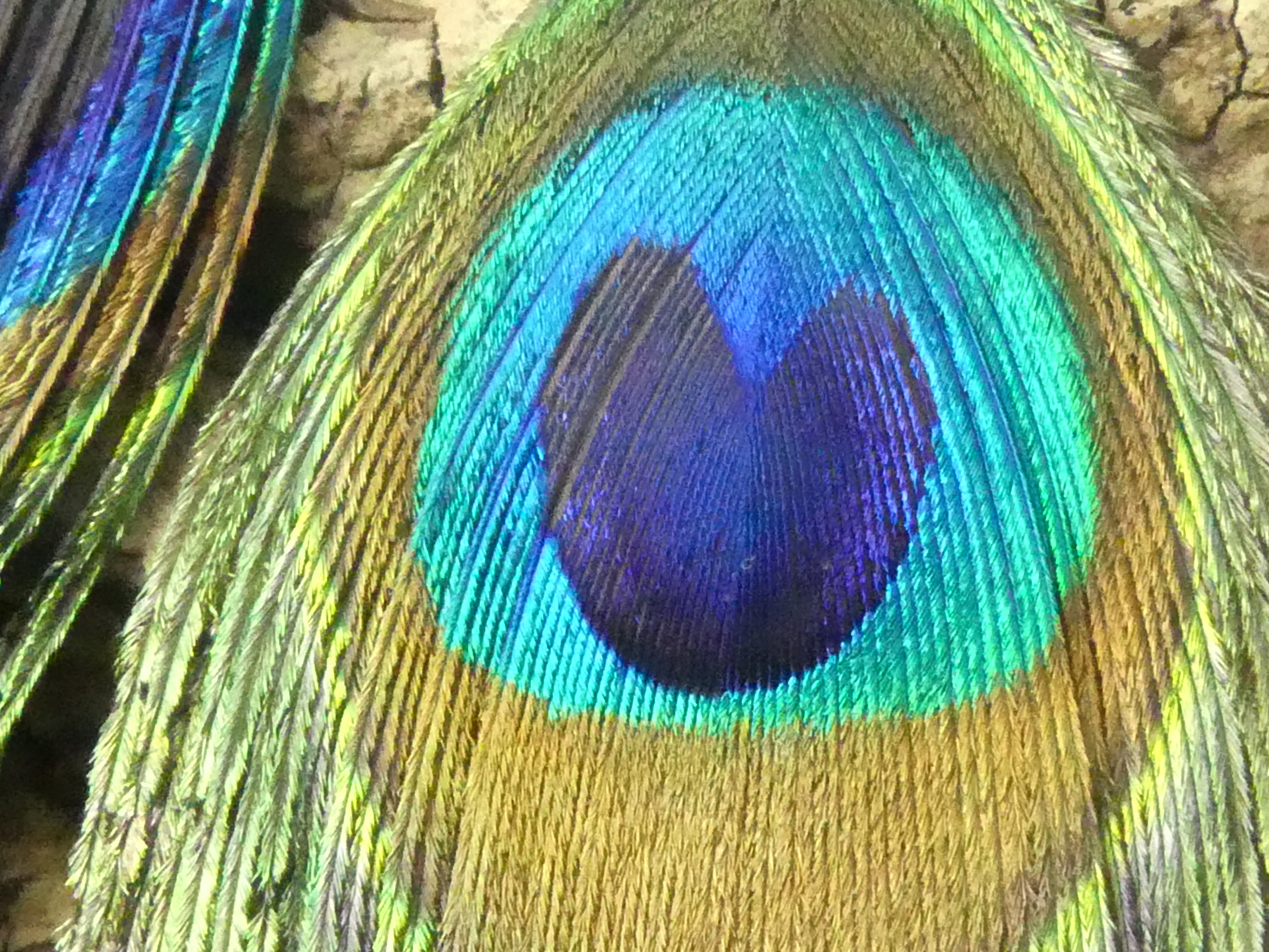 Pendentif - Plume de Paon petite (1pce)