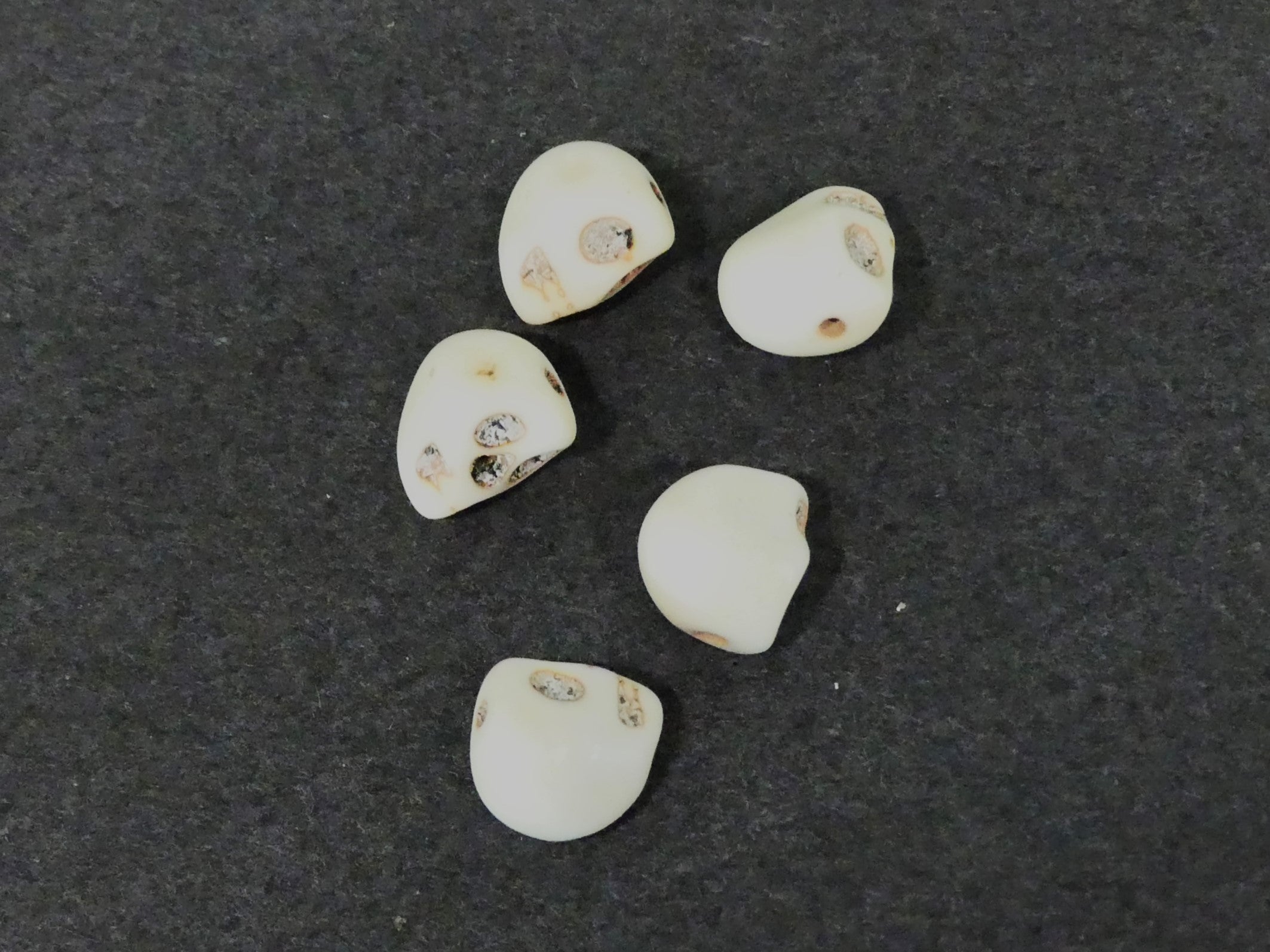 Halloween - Crâne - Blanc Floral - 1pièce