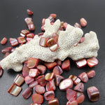 Perles de coquillages teints rose (10 pces)